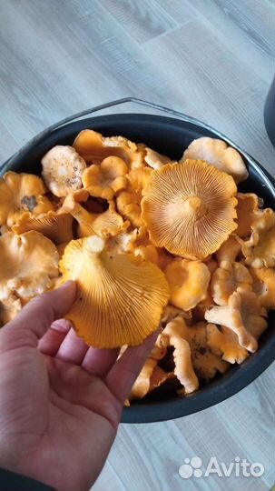 Грибы лисички свежие