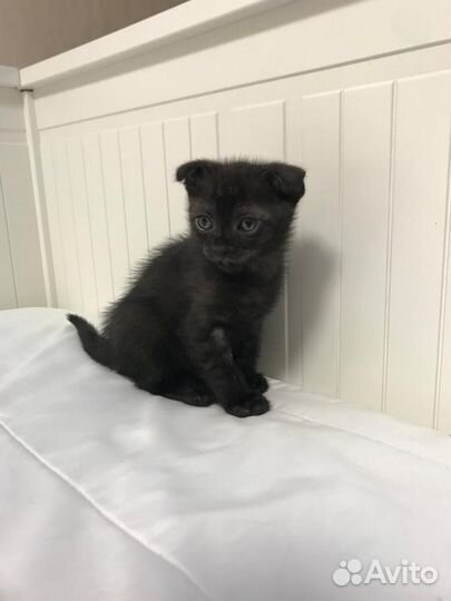 Вислоухие котята