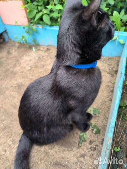 Котейка потеряшка похоже