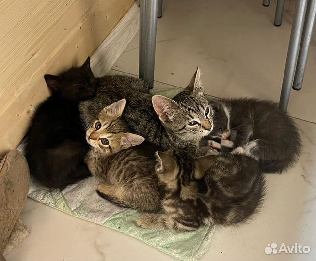 Котята