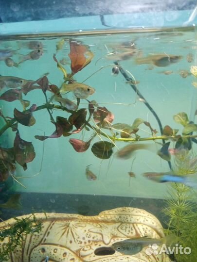 Гуппи голубые японские Эндлера