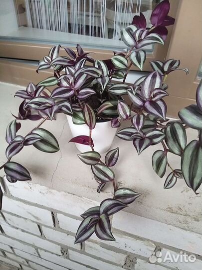 Традесканция зебрина