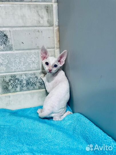 Разноглазый котик