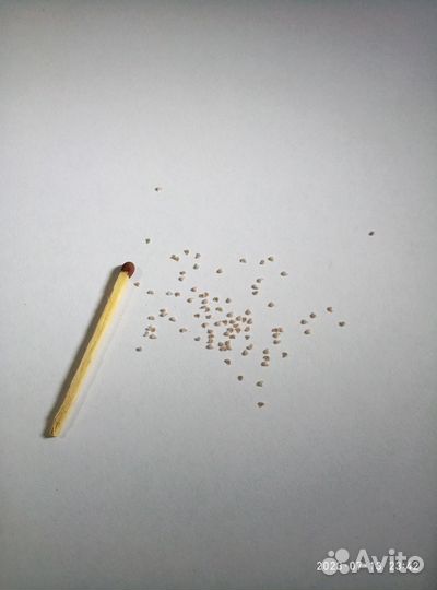 Семена Анакампсерос/Anacampseros vanthielii