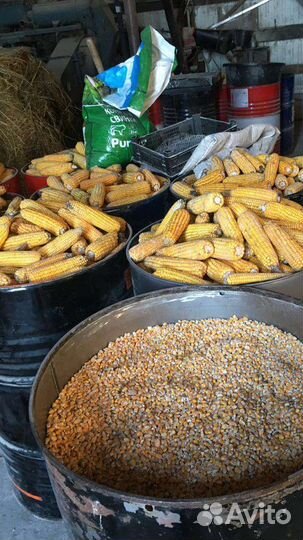 Зерно пшеница ячмень кукуруза