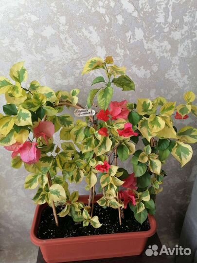 Бугенвилия Sun Diego. Пентасы 15 сортов