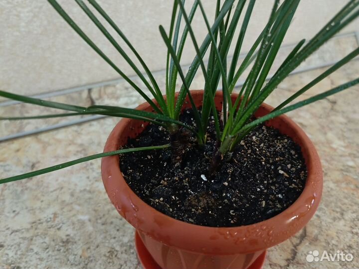 Зефирантес (выскочка) белый