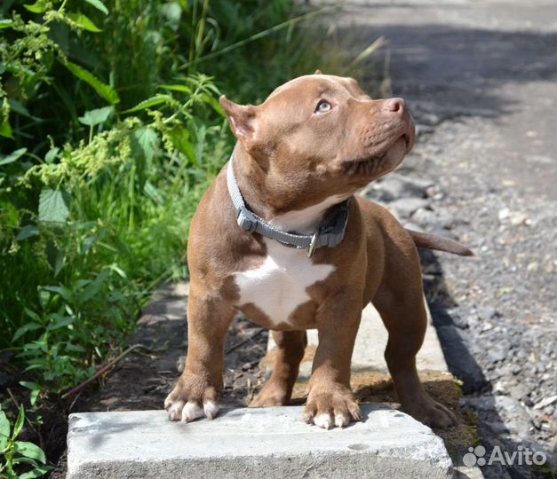 Американский булли