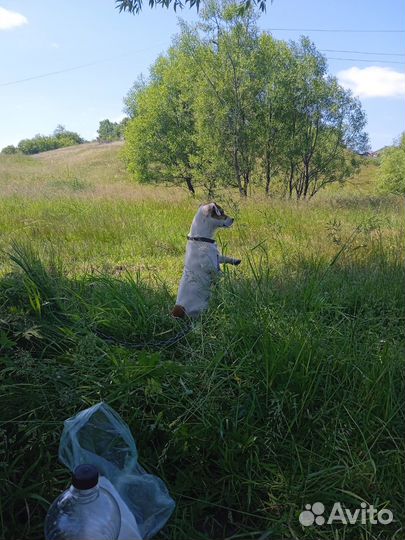 Самец готов для вязки