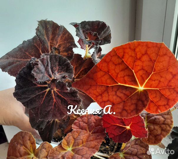 Бегония королевская