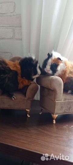 Морская свинка плюшевые