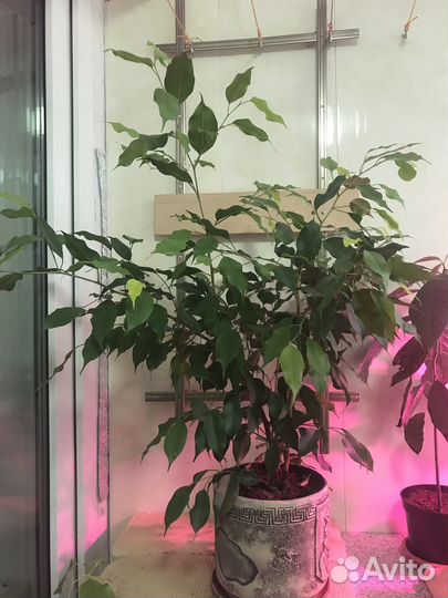 Комнатные растения цветы