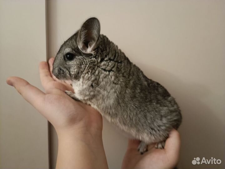 Шиншилла