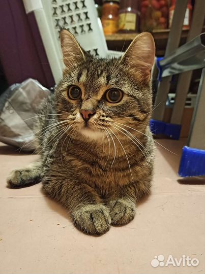 Особенный котик в добрые руки