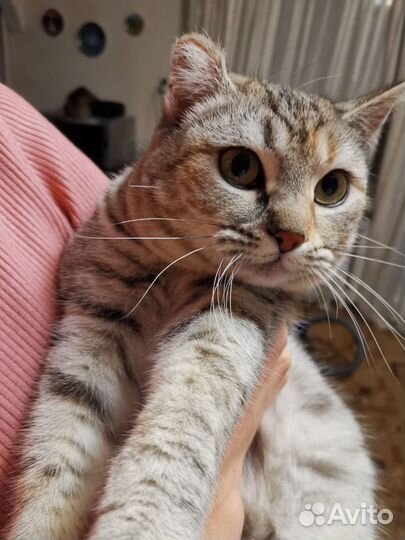 Кошка британка