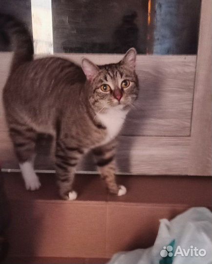 Котик Тихон