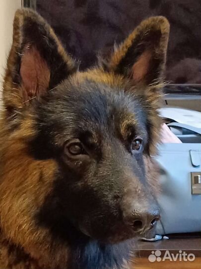 Кобель для вязки немецкая овчарка