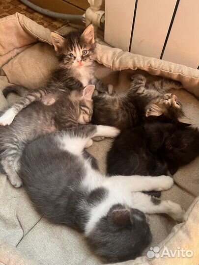 Котята в добрые руки