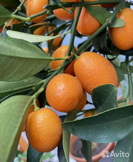 Кофе арабика, мандарин, кумкват,лайм,лимон Мейер