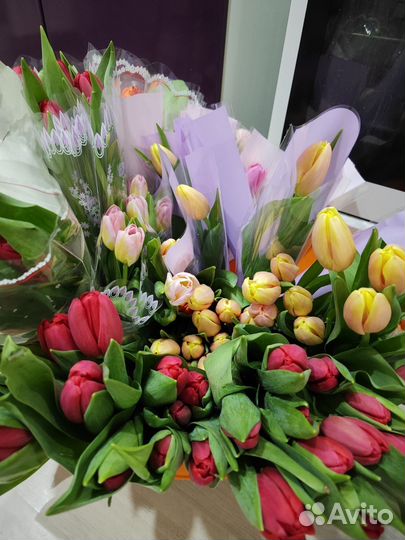 Продам тюльпаны