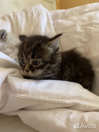 Котята в добрые руки даром