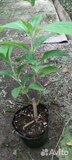 Гортензия Бесконечное лето