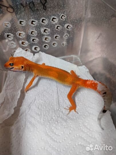 Эублефары разных морф