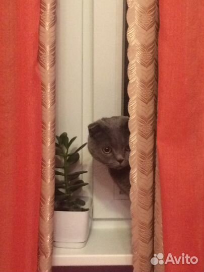 Передержка и выгул домашних животных