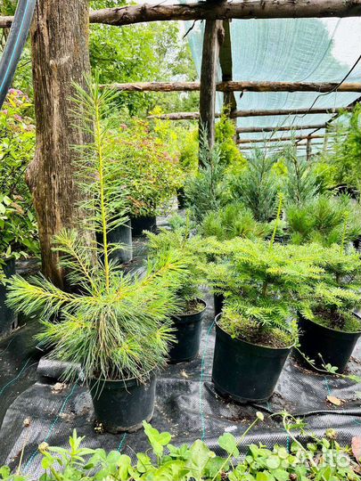 Саженцы растений