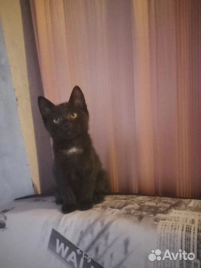 Самые красивые Котята в добрые руки