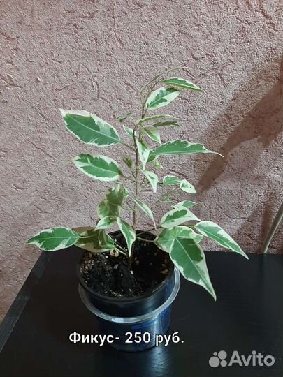 Папоротник, фикус, филодендрон, монстера