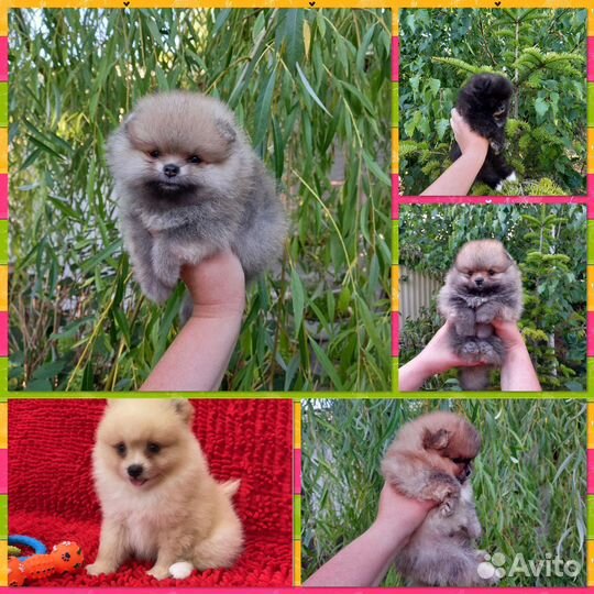Щпицы померанского типа mini