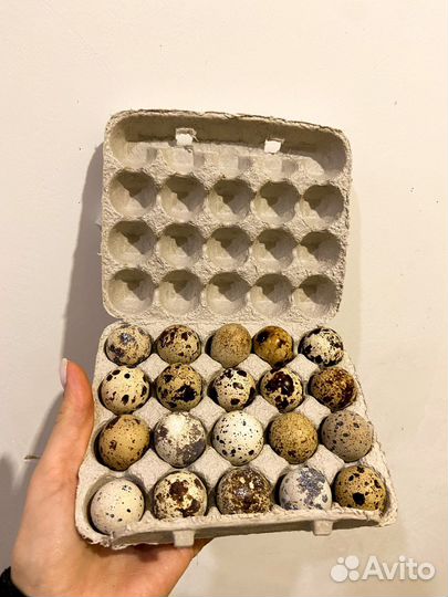 Яйца перепелиные домашние