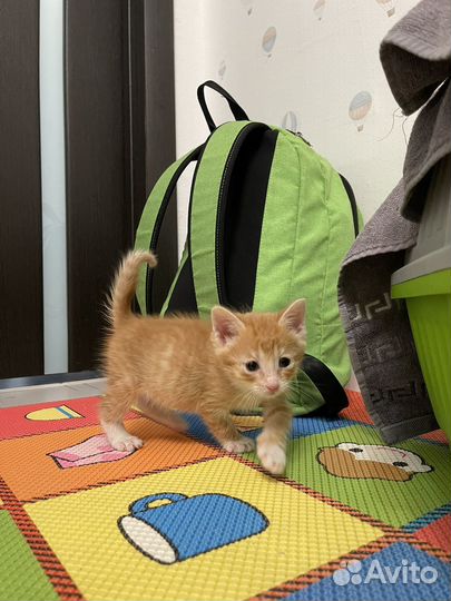 Котенок в добрые руки