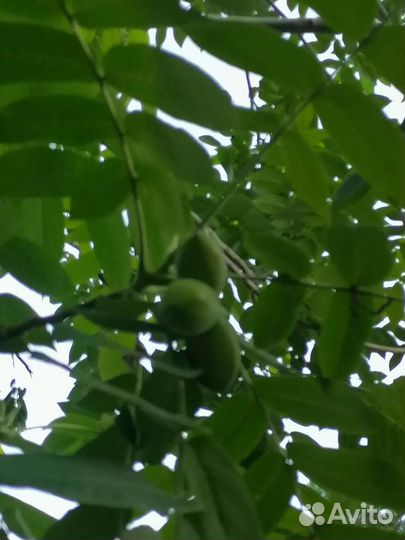 Манжурский орех