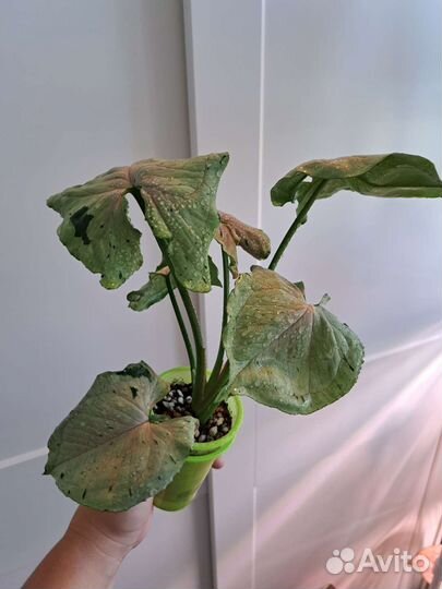 Сингониум Серый призрак