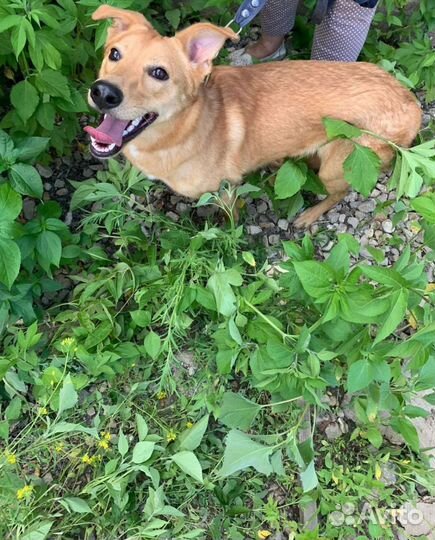 Манечка и Рыжик