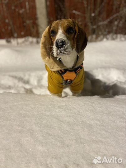 Вязка кобеля бигля