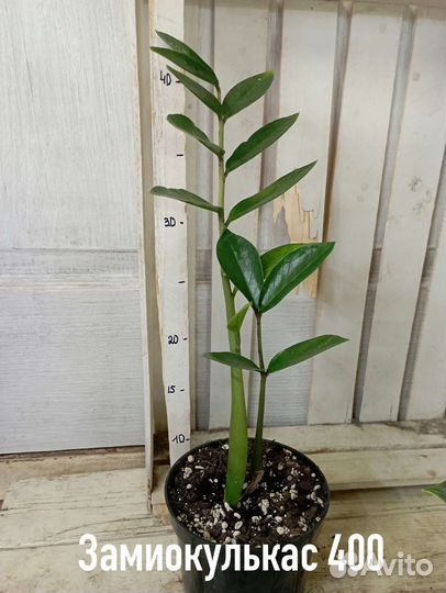 Комнатные цветы растение Замиокулькас долларовое