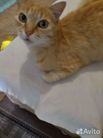 Кошка в дар бесплатно