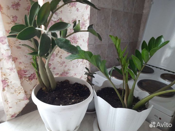 Замиокулькас