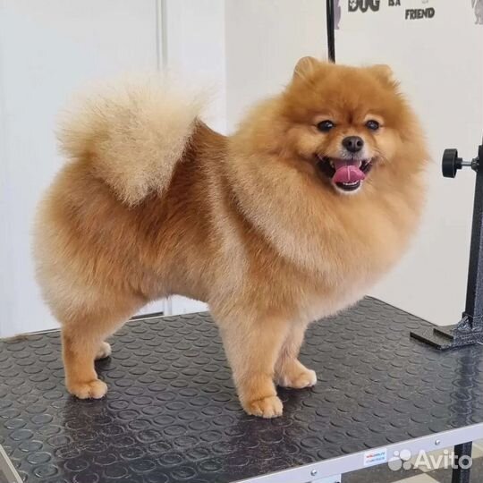 Грумминг, стрижка собак средних и мелких пород