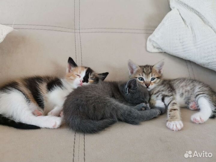 Бесплатно кошечки