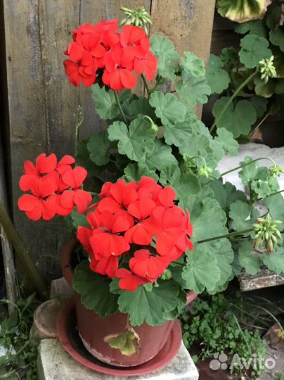 Пеларгония герань красная