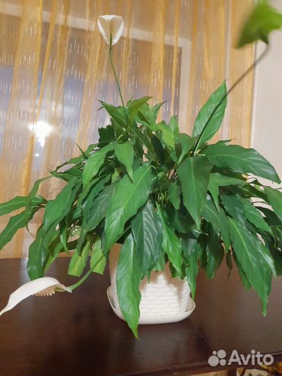 Спатифиллум