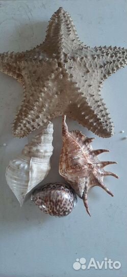 Морские ракушки звёзды