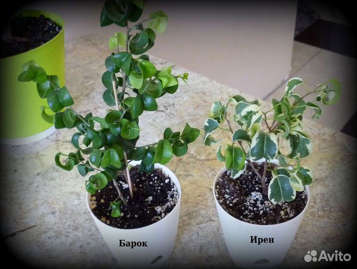 Набором сортовые фикусы 6 сортов