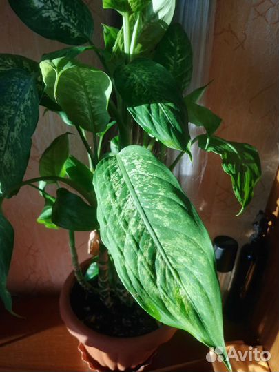 Диффенбахия пятнистая