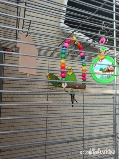 Волнистый попугай пара