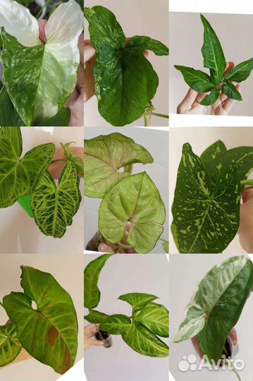 Искусственный Сингониум